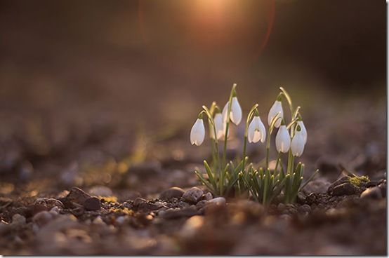 snowdrops at sunset