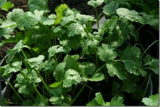 Coriander