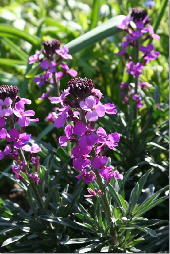 Erysimum 'Bowles Mauve'