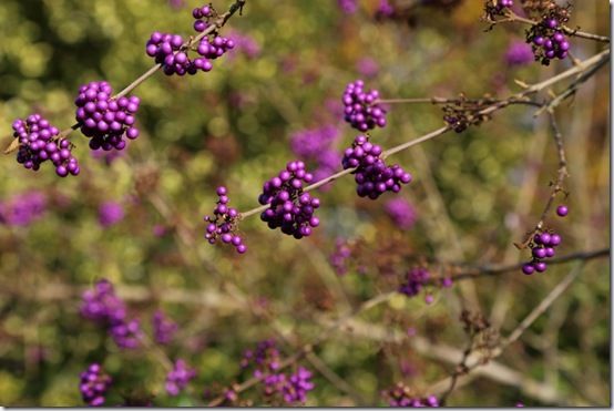 Callicarpa giraldii 'Profusion'