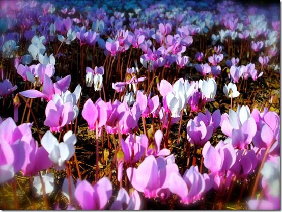 Cyclamen hederifolium 