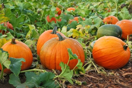 pumpkins growing