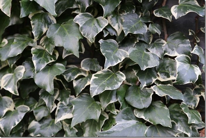 9  Hedera 'Gloire de Marengo'