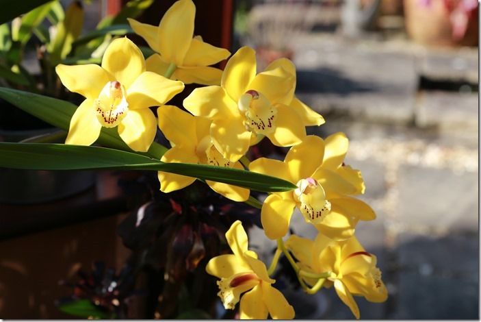 8 Orchid in the conservatory