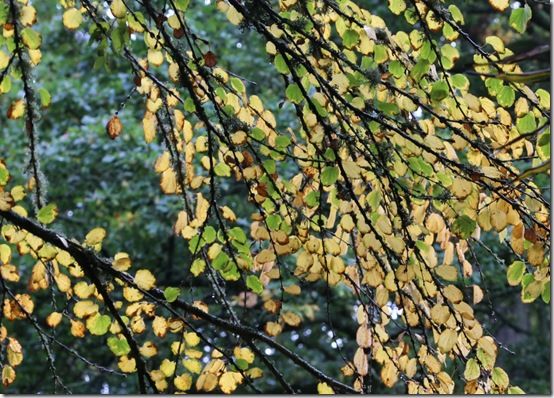 Cercidiphyllum japonicum 