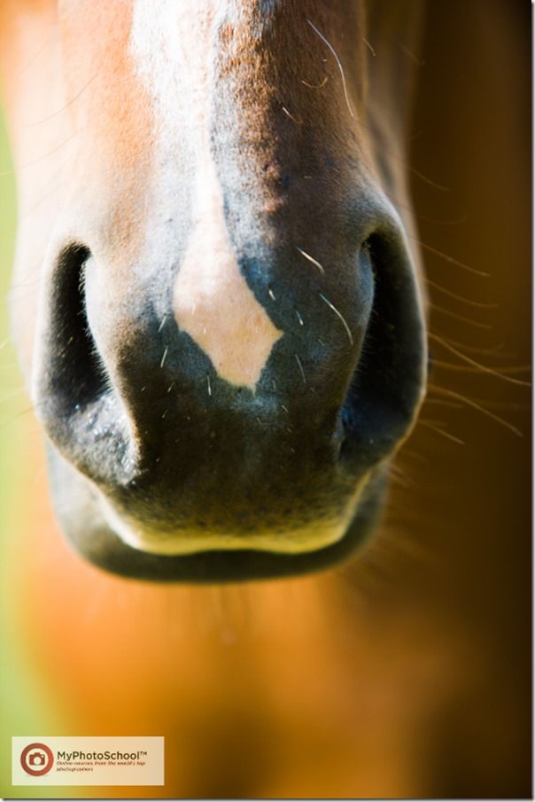 Horse, nose, Pet Photography, How to, Animals, Selective focus