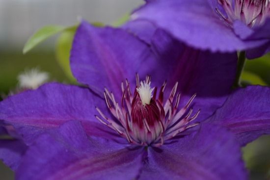 8 Clematis Edda - close-up (1024x683)