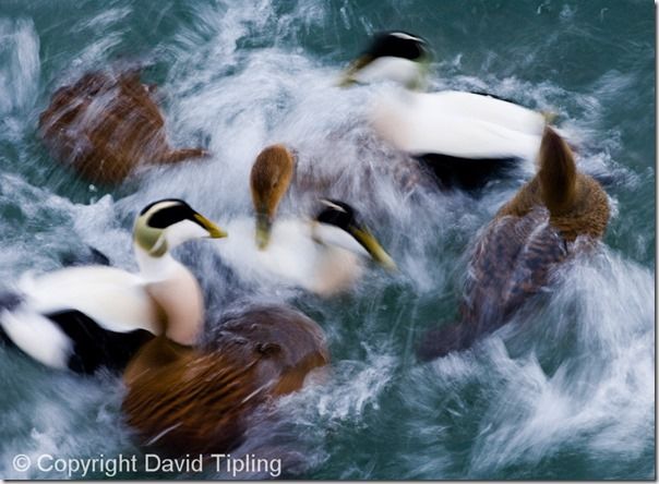 Eiders Somateria mollissima Northumberland winter, Focus, Focusing errors, Focusing, Bird, Movement, Panning, Lomg exposure, prefocus, Photography, Low Light, single point AF, continuous, AI servo, AF for tracking, pre-focus, David Tipling, Online course, 