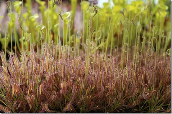 Drosera and sarracenias