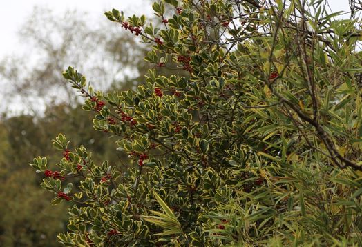 Ilex x altaclarensis 'Golden King'