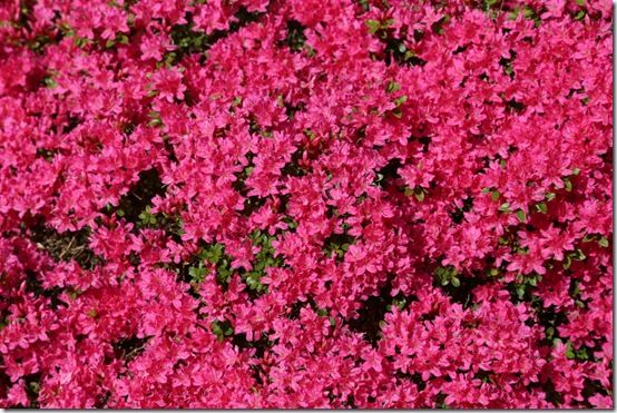 Rhododendron 'Diamant Group'