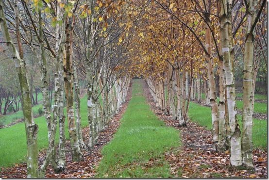 2. Multi-stemmed birches 