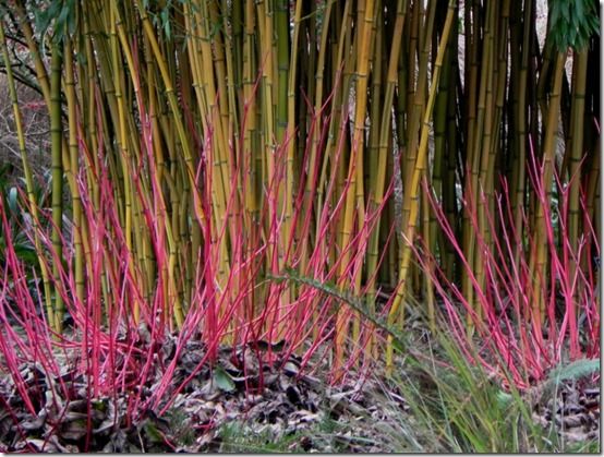 Cornus alba 'Sibirica' and phyllostachys