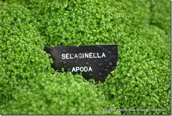 Selaginella Apoda