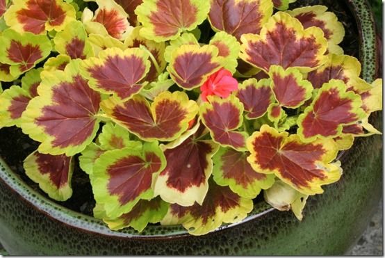 Pelargonium 'Occold Shield'