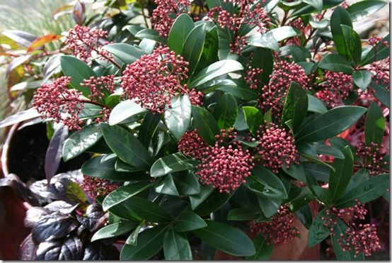 Skimmia japonica 'Rubella' 