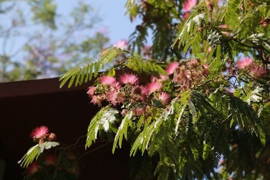 4 Albizia julibrissin (1280x853)