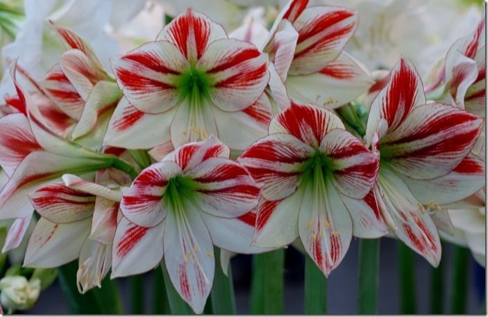 6 Hippeastrum Ambience) (2)