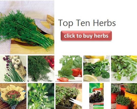 Herbs