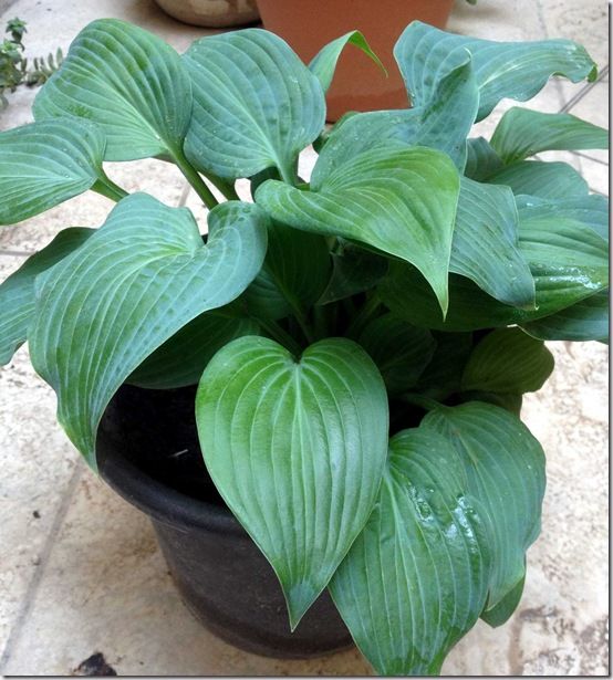 Hosta 2