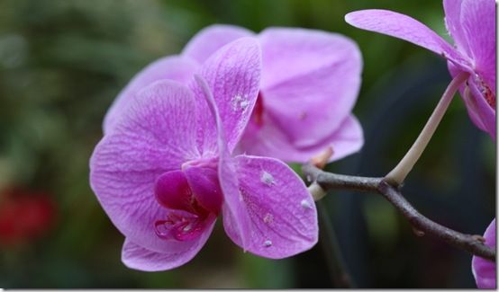 Mealy bug on phalaenopsis blooms4