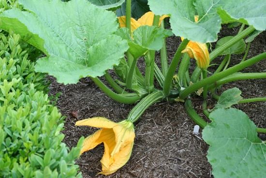 Zucchini ready to pick