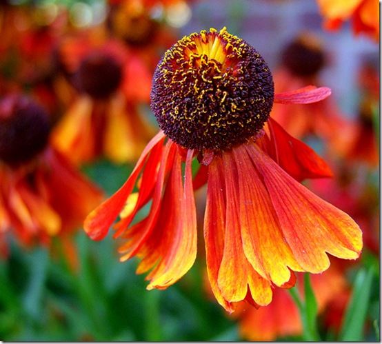 Helenium