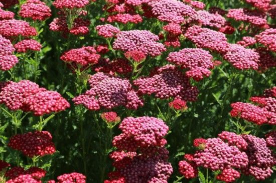 11 Achillea New Vintage Red (800x533)