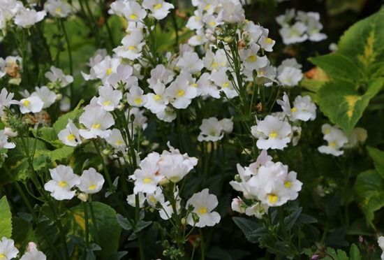 9 Nemesia 'Lady Vanilla'