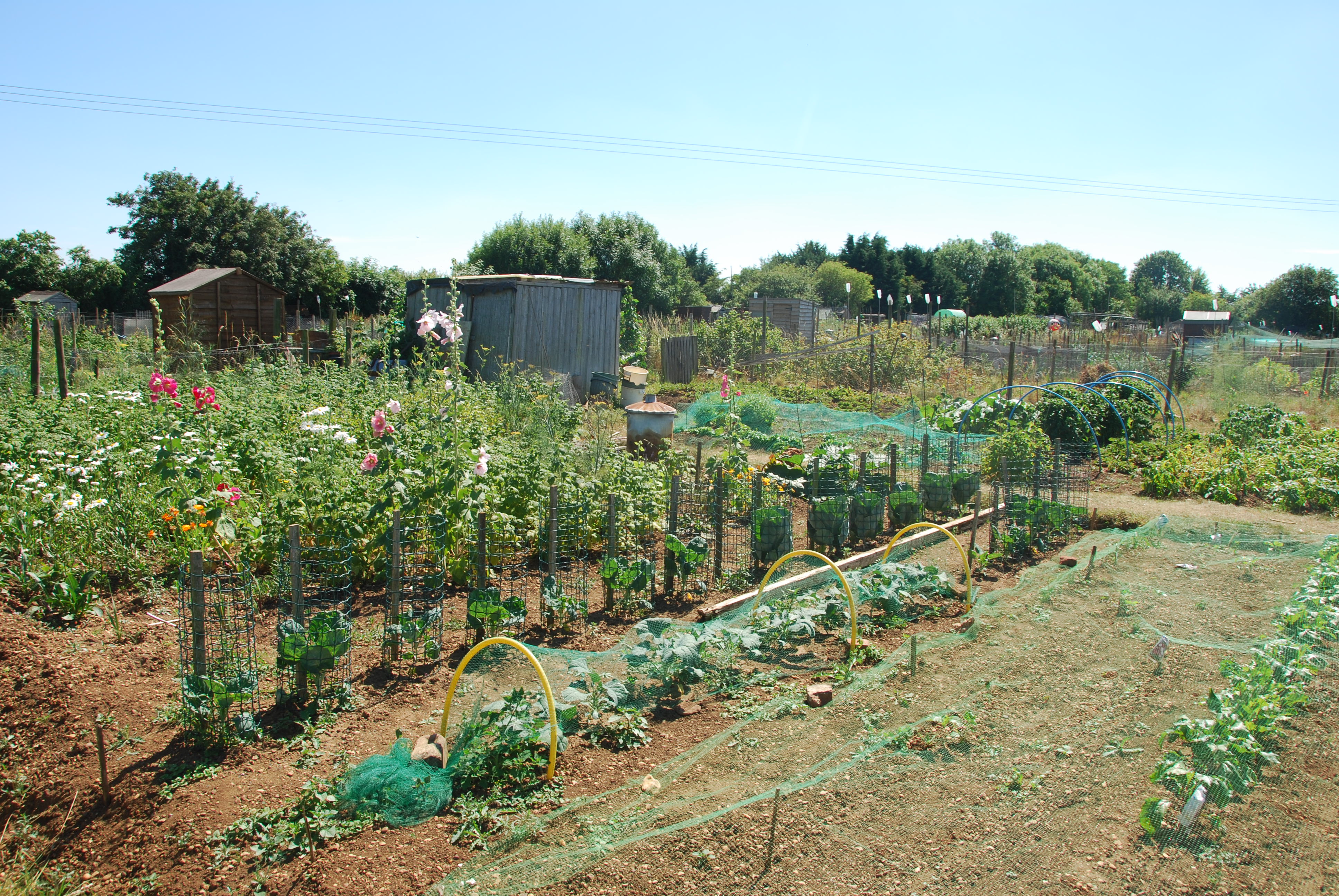 The History Of Allotments Gardening Learning With Experts