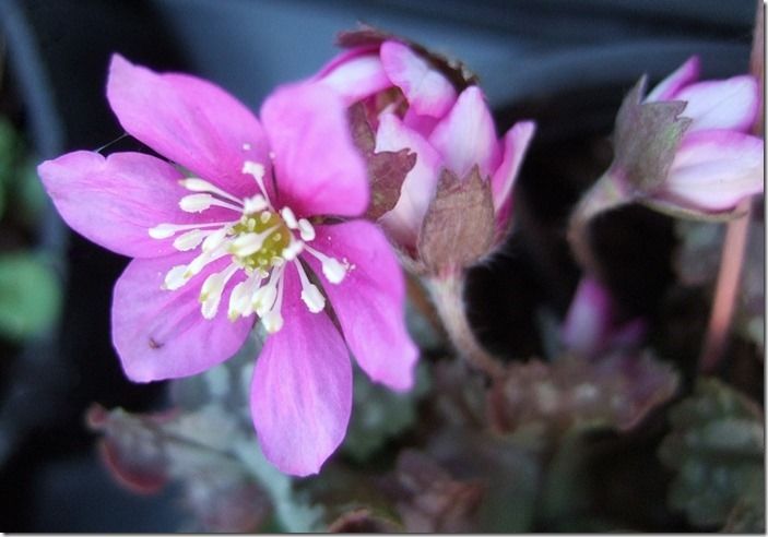 9 Hepatica nobilis