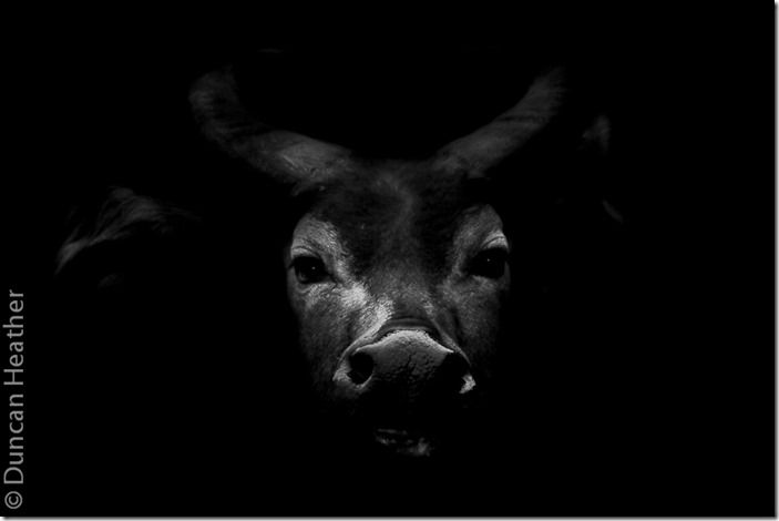 Water Buffalo Water Buffalo