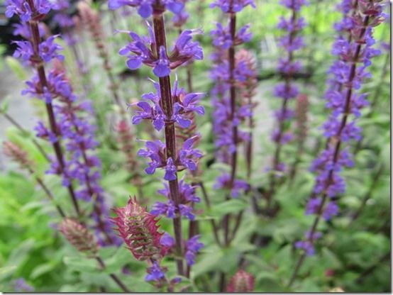 Salvia nemerosa Caradonna