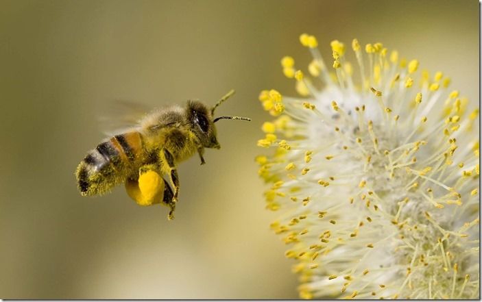 2 Honey bee with willow