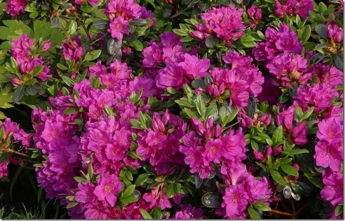 8 rhododendron 'Geisha 'Purple'