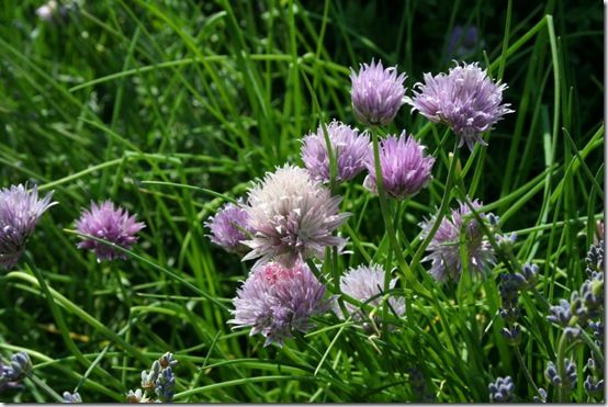 Chive flowers