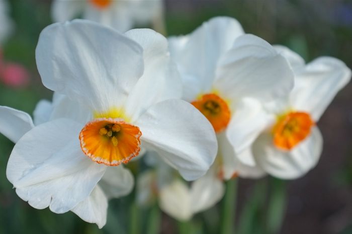 Narcissus 'Geranium'