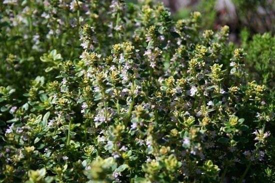 3 Lemon thyme (1024x683)