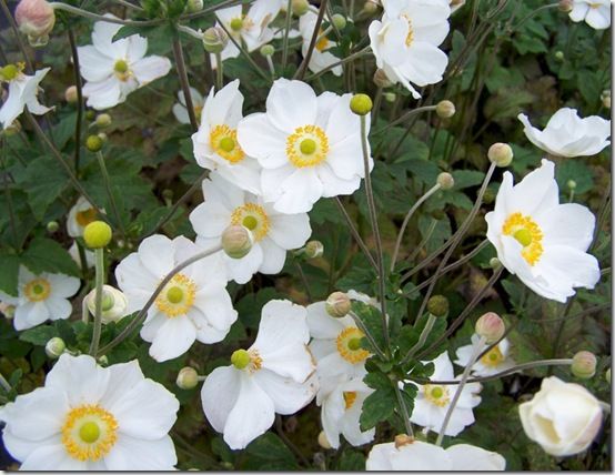 AnemonehybridaHonorineJobert