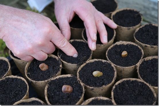 Sowing broad beans in biodegradable pots