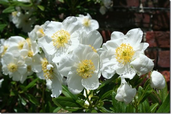 6 Carpenteria californica - good