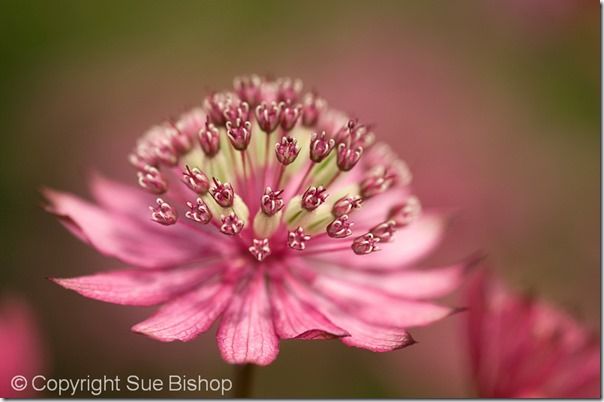 25 astrantia major claret