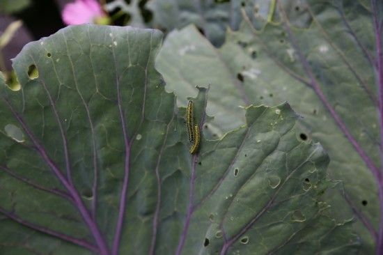  Cabbage White Caterpillars