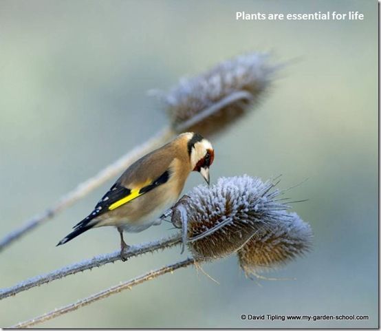 gardening for wildlife