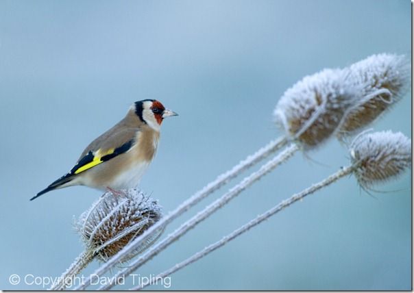 Goldfinch, Carduelis carduelis on teasel on a frosty winters' morning Kent UK