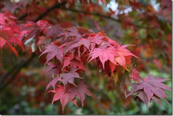 Acer palmatus 'Osakazuki' 