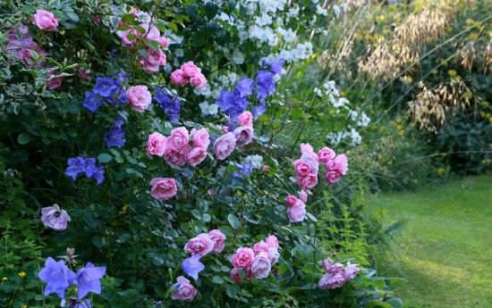 Rosa 'Bonica' and campanulas