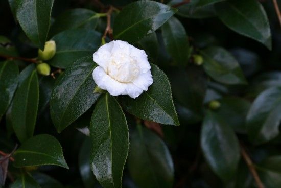 7 Camellia japonica