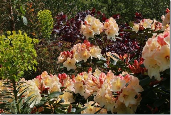 Rhododendron 'Horizon Monarch'