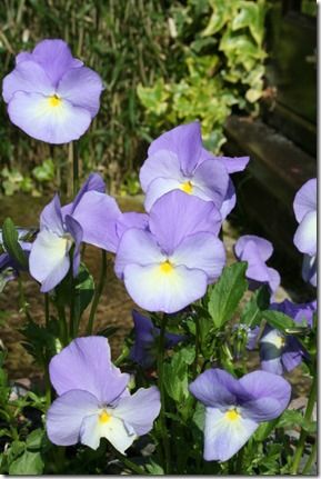 Viola 'Maggie Mott' 